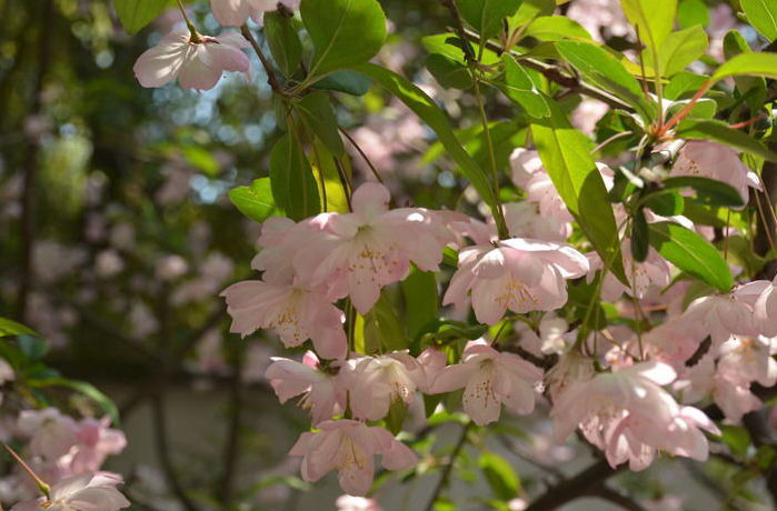 1755669460987796.jpg fensedehuaduo_4176895.jpg